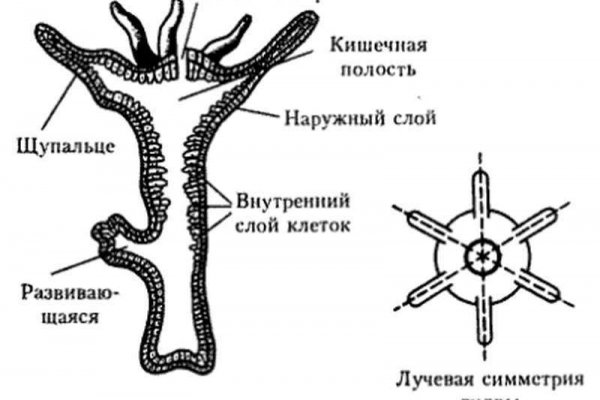 Рабочая ссылка на блэкспрут blacksprut click