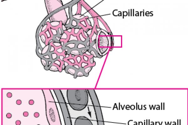 Украли аккаунт блэк спрут