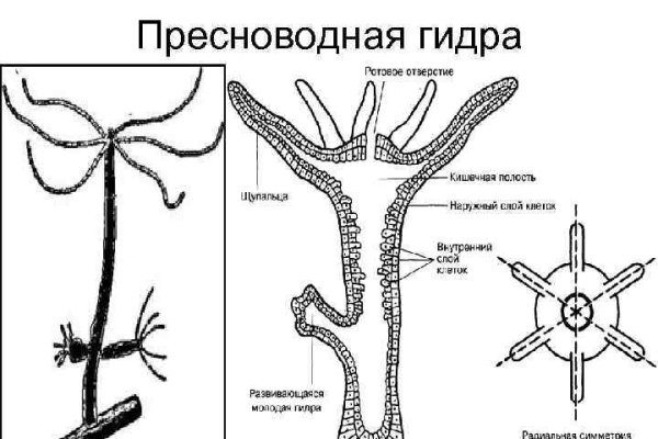 Блэк спрут pics bs2web top